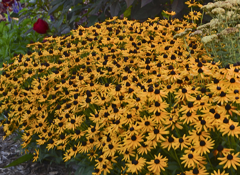 mixed-planting-with-rudbeckia-little-goldstar.jpg