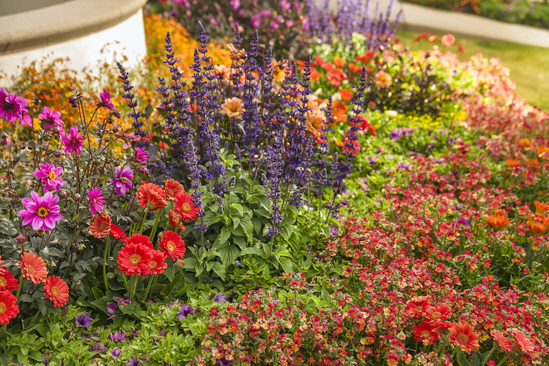 mixed-planting-with-sunsatia-blood-orange-and-rockin-playin-the-blues-salvia.jpg