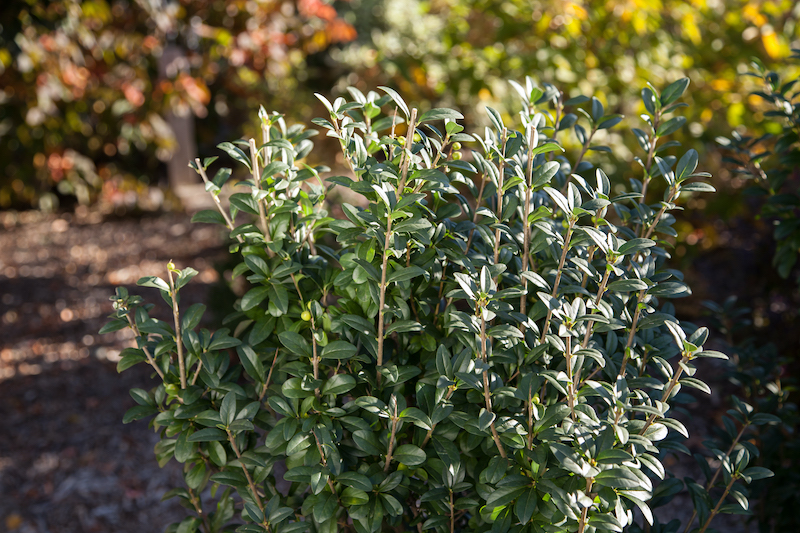 mixed-shrub-planting-with-first-editions-straight-talk.jpg