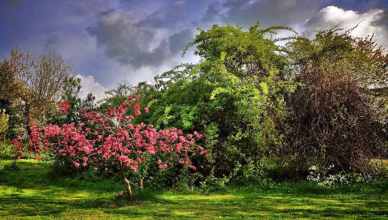 mixed-shrubs-with-blooming-ornamental-in-the-foreground.jpg