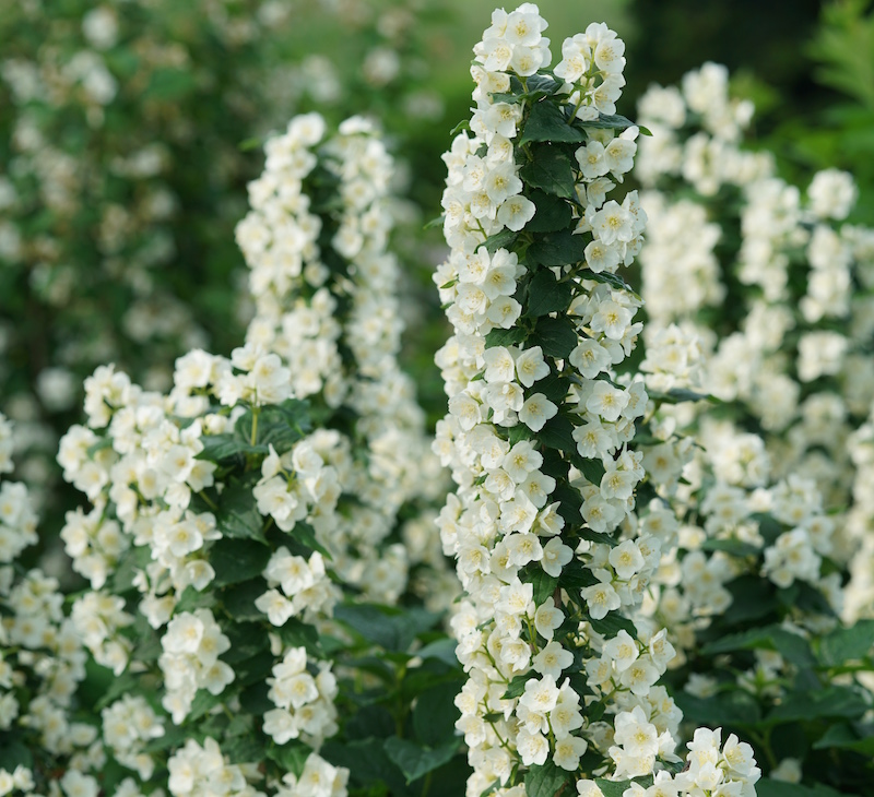 mock-orange-illuminati-tiny-tower-in-bloom.jpg