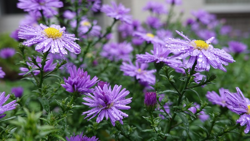 moisture-on-aster-plant.jpg