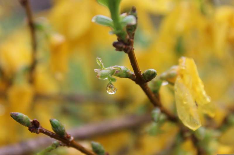 moisture-on-forsythia-branches.jpg