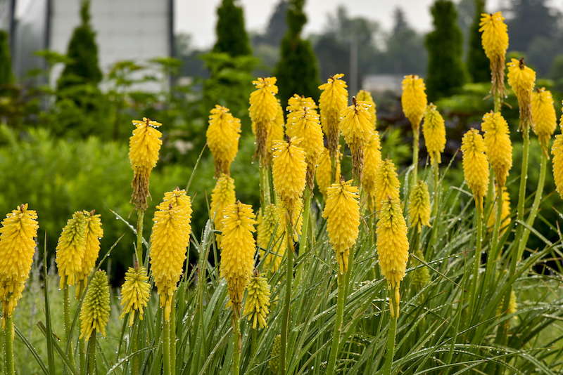 moisture-on-kniphofia-solar-flare-blooms.jpg