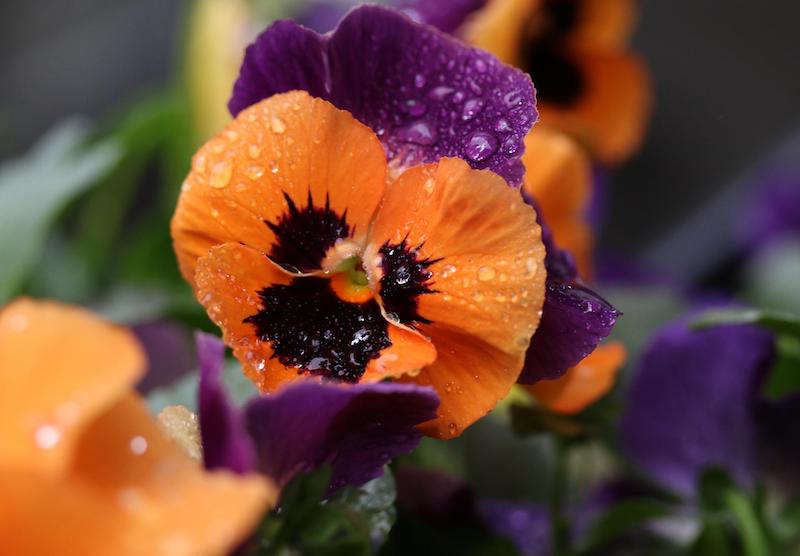 moisture-on-pansy-flowers.jpg