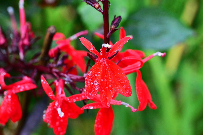 moisture-on-red-lobelia-flower.jpg