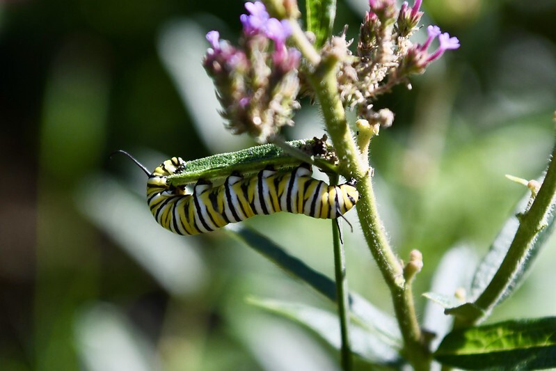 monarch-caterpillar-eating-verbena-bonarienses.jpg