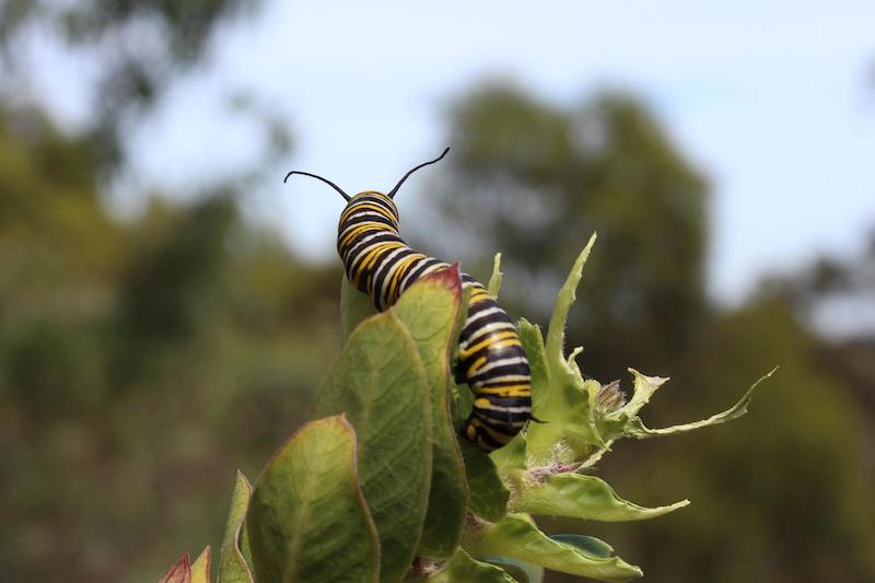 monarch-caterpillar-on-milkweed-leaves.jpg