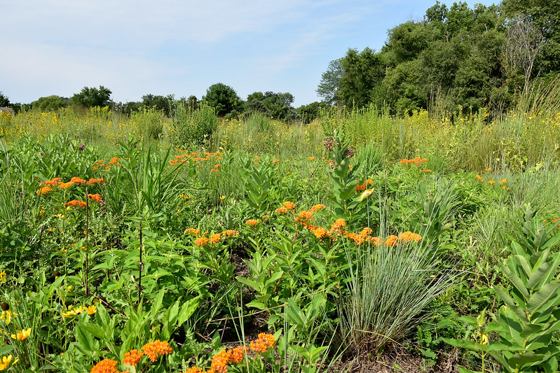 monarch-habitat-planted-with-ornamental-grasses-milkweed-and-coreopsis.jpg