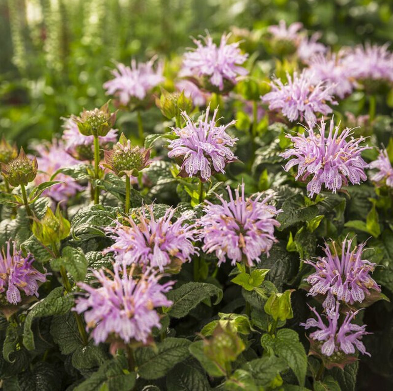 monarda-leading-lady-lilac-with-pink-blooms-37573.1551416732.jpg