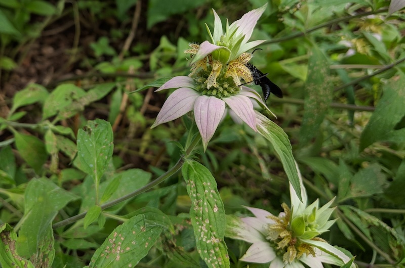 monarda-punctada-with-spots-on-foliage.jpg