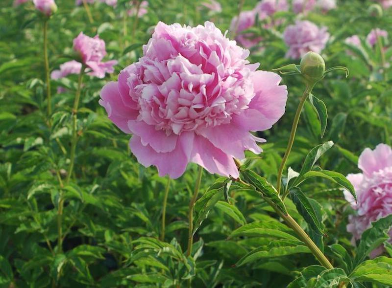 monsieur-jules-elie-peony-in-bloom.jpg