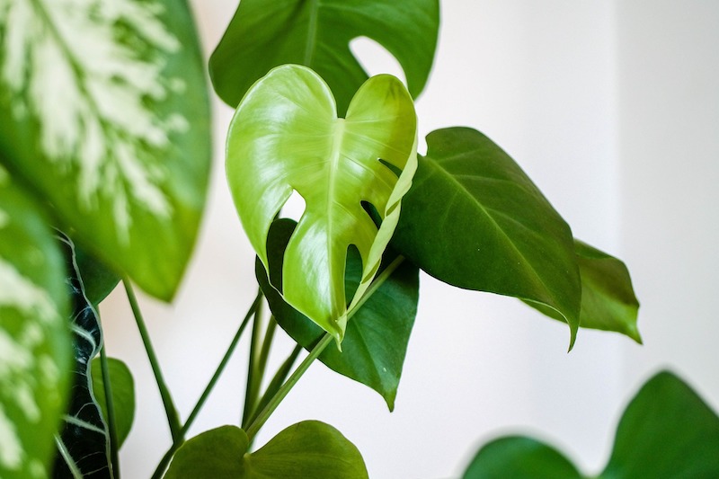 monstera-foliage.jpg