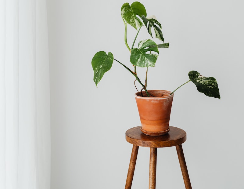 monstera-in-terra-cotta-pot-sitting-on-a-stool.jpg