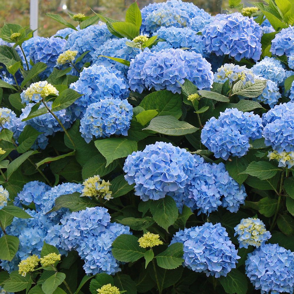 The Complete Guide to All Hydrangea Types | Plant Addicts