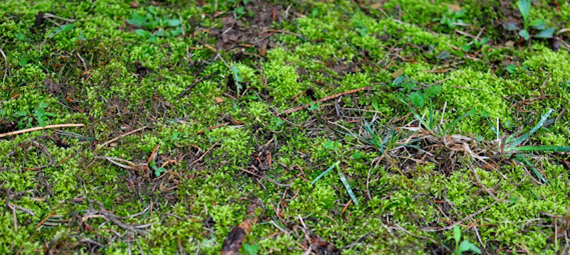 moss-with-weeds-growing-in-the-middle-of-it.jpg