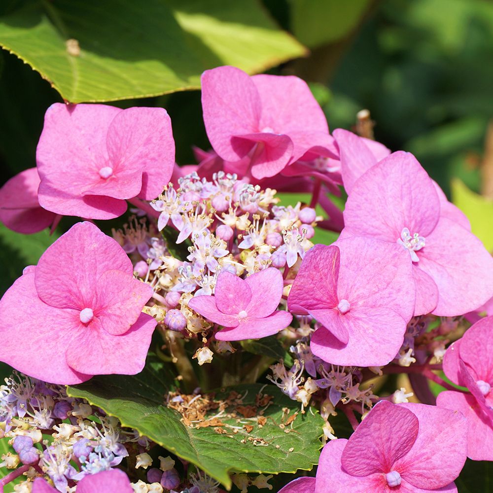 Mountain Hydrangea