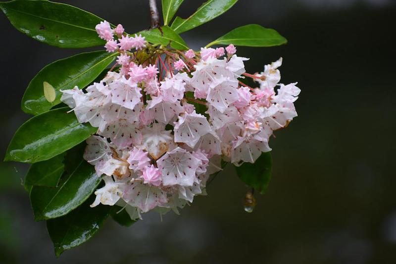 mountain-laurel-flower-cluster.jpg