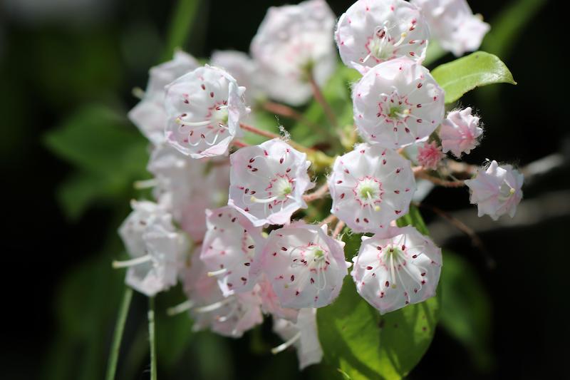 mountain-laurel-white-and-pink.jpg