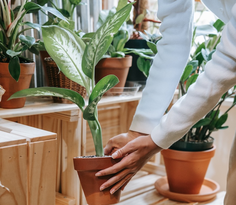 moving-dieffenbachia-indoors.jpg