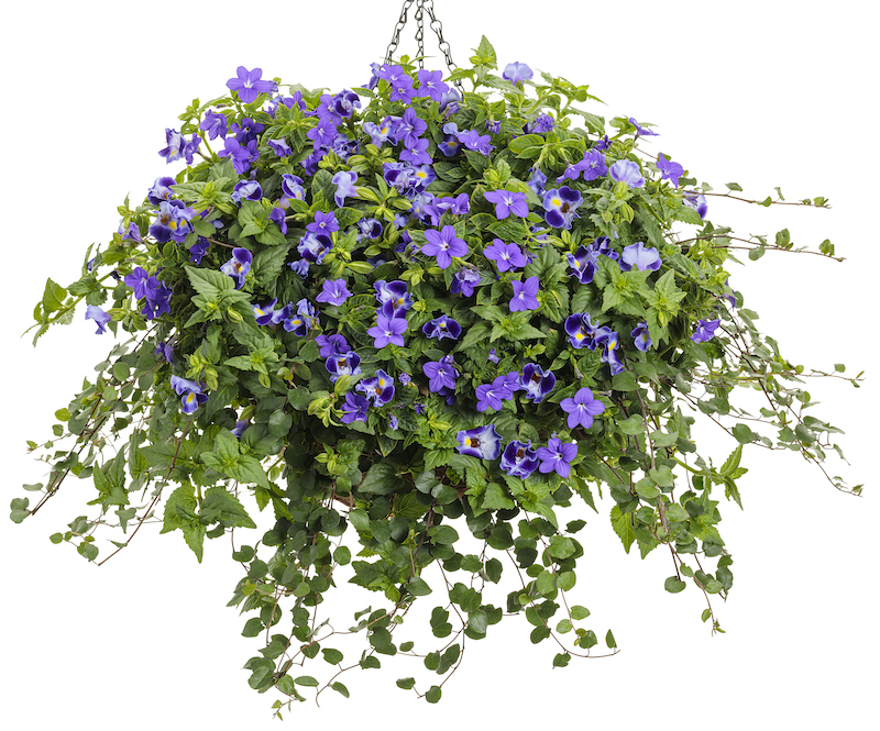 mrs.-peacock-torenia-in-a-hanging-basket.jpg