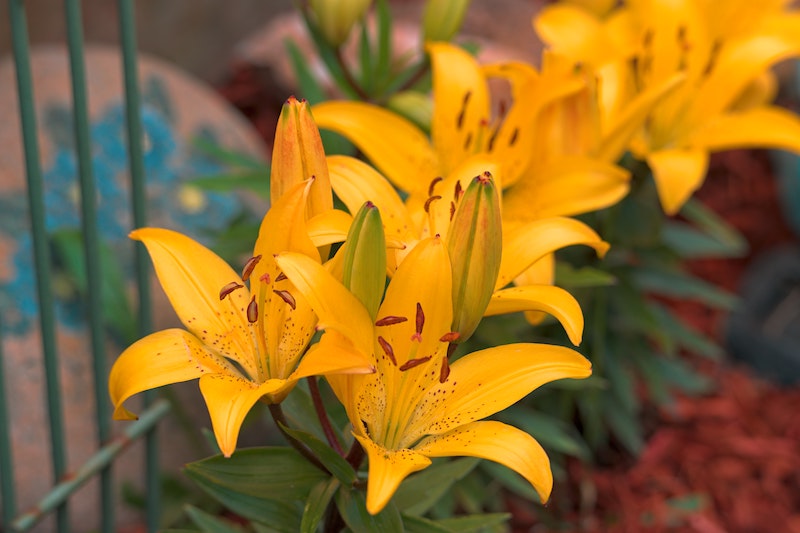 mulched-lily-planting.jpg