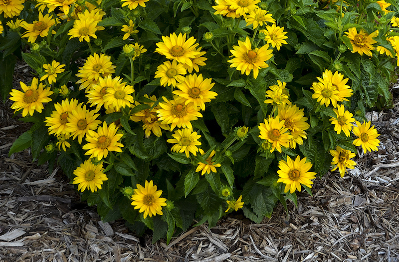 mulched-planting-of-tuscan-gold-land-sunflower.jpg