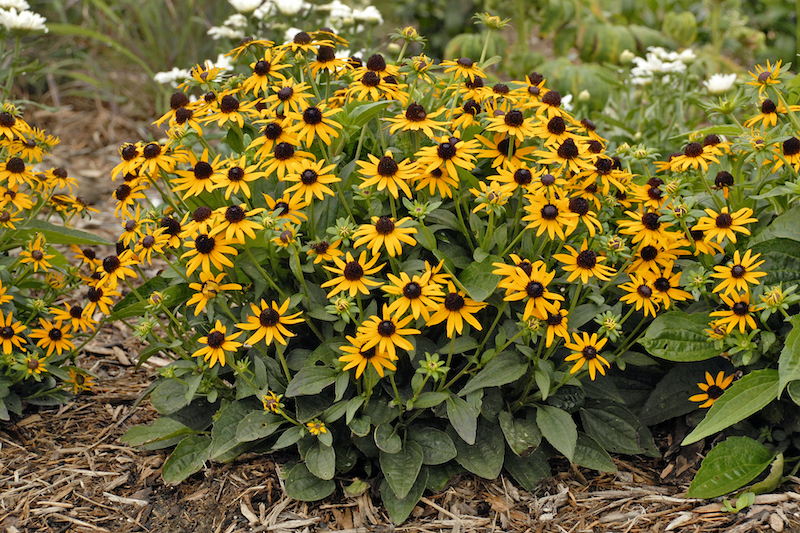 mulched-rudbeckia-little-goldstar.jpg