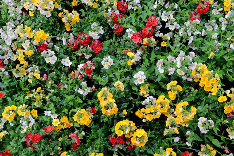multicolored-nemesia-planted-en-masse.jpg