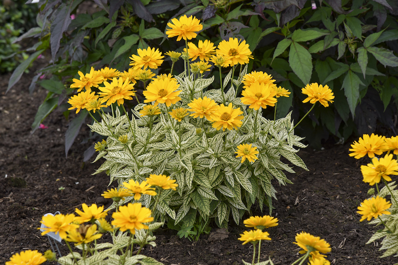 multiple-plantings-of-bit-of-honey-sunflower.jpg