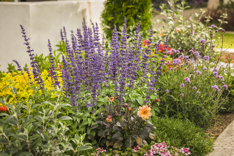 mystic-illusion-dahlia-planted-with-salvia-verbena-and-superbena.jpg