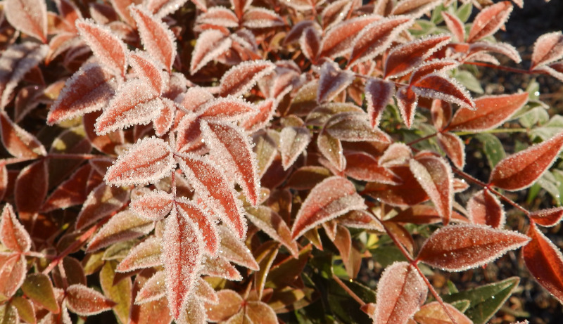 nandina-bush-covered-in-frost.jpg