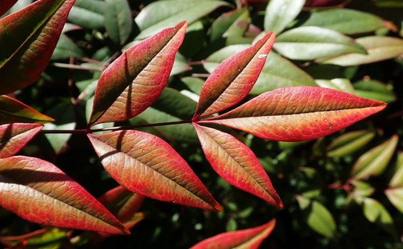nandina-foliage-turning-red.jpg