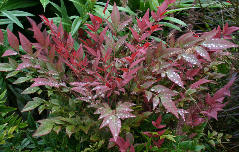 nandina-shrub-just-watered.jpg