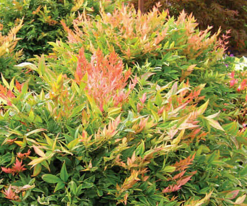 nandina-with-new-growth.jpg