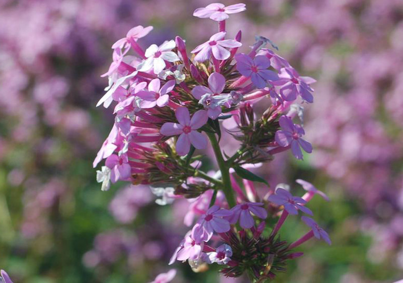 nativar-jeana-phlox-attracts-more-pollinators-than-native-phlox-paniculata.jpg