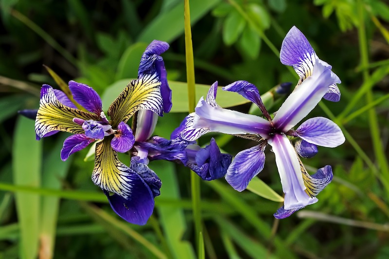 Is Iris Deer Resistant?