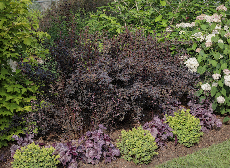 native-garden-planted-with-ninebark-hydrangea-coral-bells-spirea-and-sweetshrub.jpg