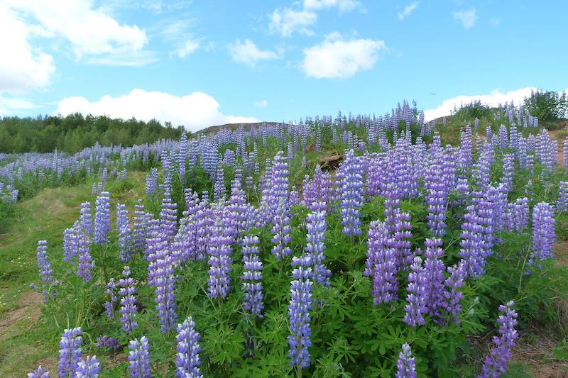 Are Lupins Poisonous To Cats And Dogs