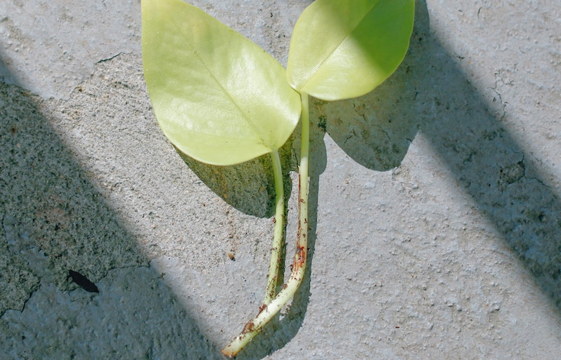 neon-pothos-cutting-sprouting-tiny-roots.jpg