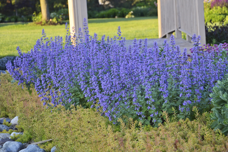 nepeta-cats-meow-combination-planting.jpg