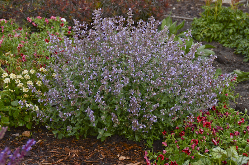 Cats Pajamas Catmint