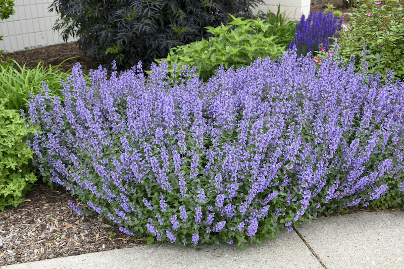 nepeta-cats-meow-edging.jpg