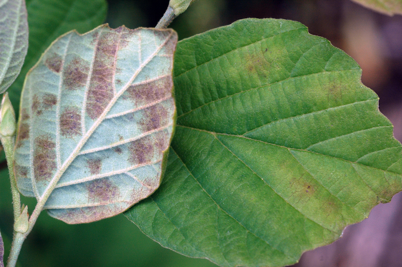 netted-leaf-spot-on-underside-of-leaf-with-subtle-injury-on-top.jpg