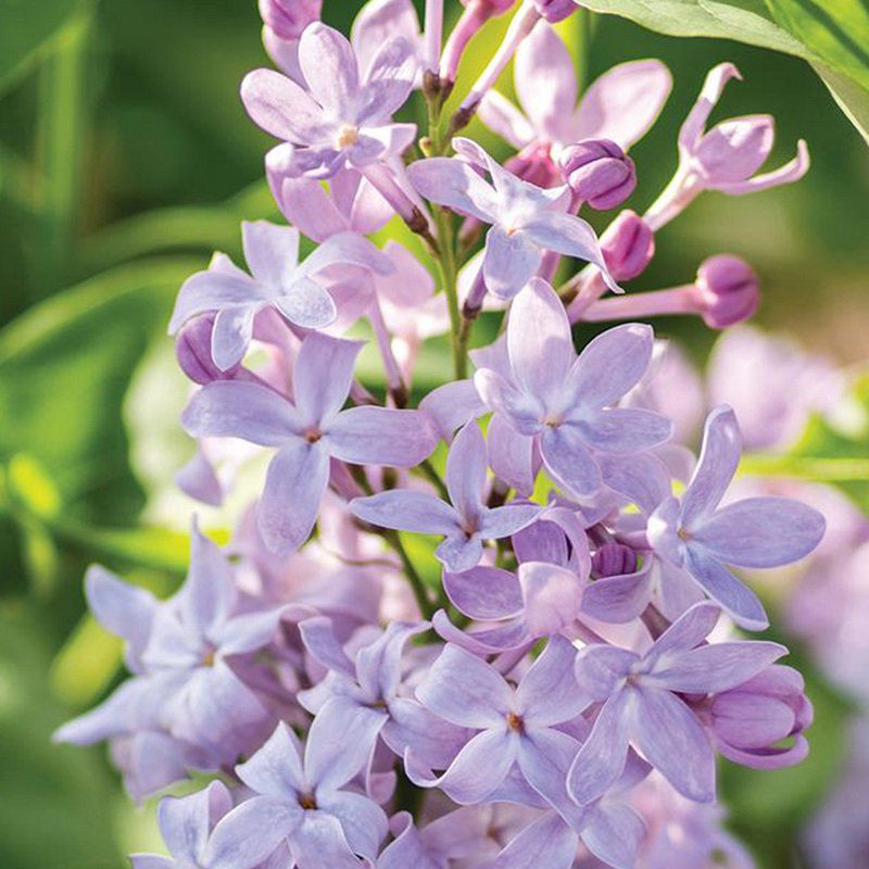 new-age-white-lilac-flowering-94731.jpg