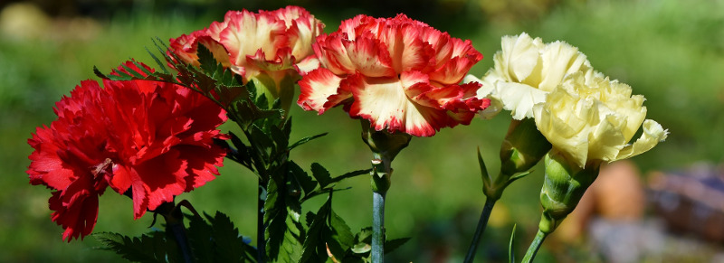 newly-formed-dianthus-flowers.jpg