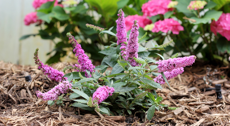 newly-planted-butterfly-bush-with-mulch.jpg