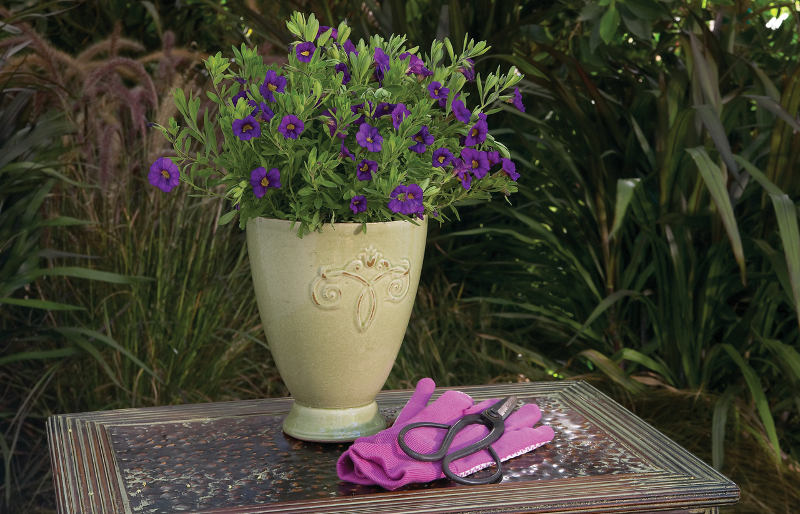 newly-planted-calibrachoa-blooming-intabletop-garden-planter.jpg