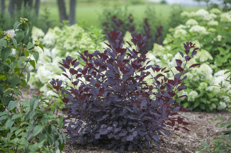 newly-planted-cotinus-winecraft-black.jpg