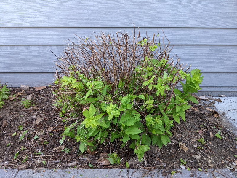 newly-pruned-spriea-shrub-with-spring-growth.jpg